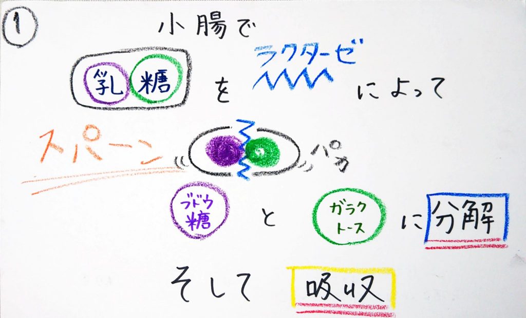 プロテイン 下痢