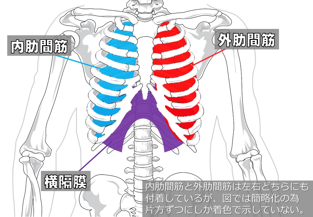 呼吸を制する者は筋トレを制す 胸郭 のコントロールについて スポーツジムbeequick ビークイック 東松山店